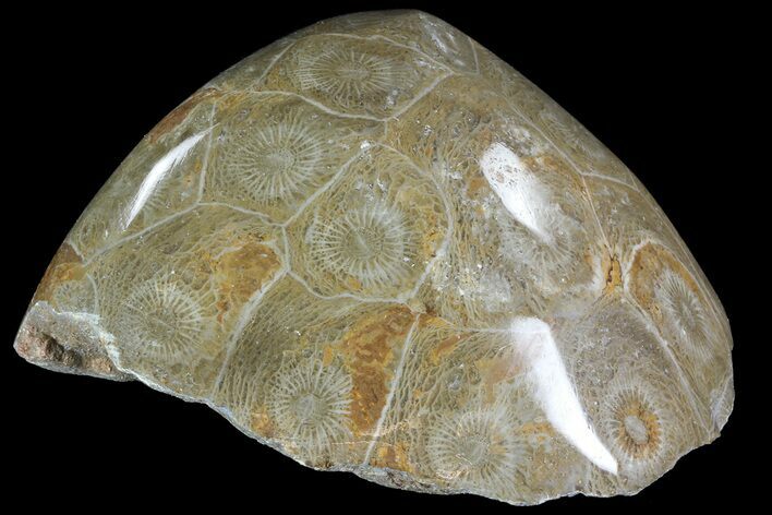 Polished Fossil Coral (Actinocyathus) - Morocco #85047